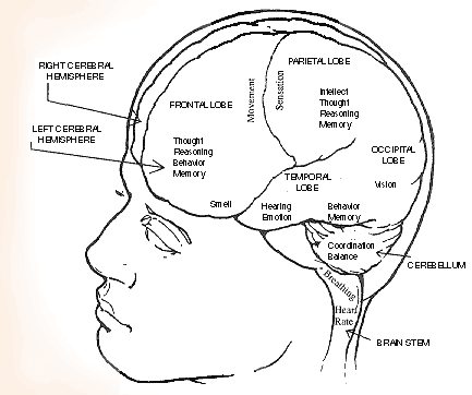 The brain has three main sections: the cerebral hemispheres, cerebellum, 