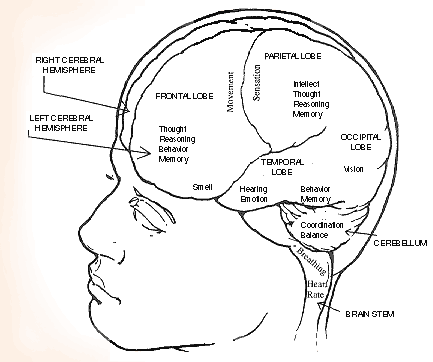 The brain has three main sections: the cerebral hemispheres, cerebellum, The brain has three main sections: the cerebral hemispheres, cerebellum,